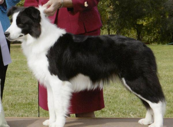 Avatar Bedazzled Bayshore | Border Collie 