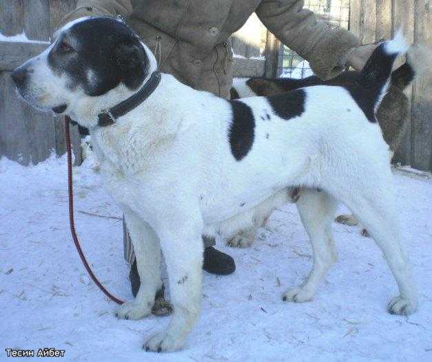 Tesin Aybet | Central Asian Shepherd Dog 