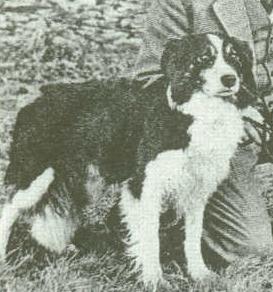 Tweed ISDS 9601 (W.J. Evans) | Border Collie 