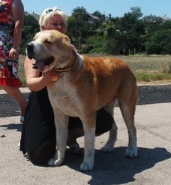 Ay-Gesser Cham Kashan-it | Central Asian Shepherd Dog 