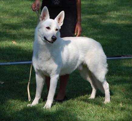 D'Louis Heroes of the White Shepherds | White Swiss Shepherd Dog 