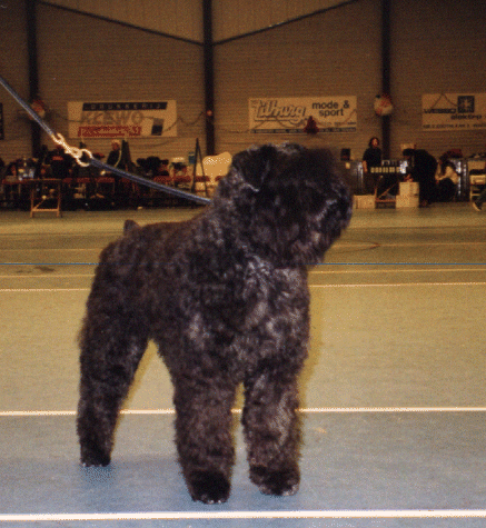 Yadine-Cacharel v. Rovika | Bouvier des Flandres 