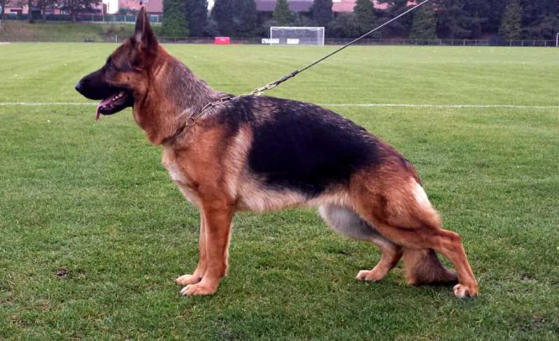 Ina du Manoir des Princes | German Shepherd Dog 