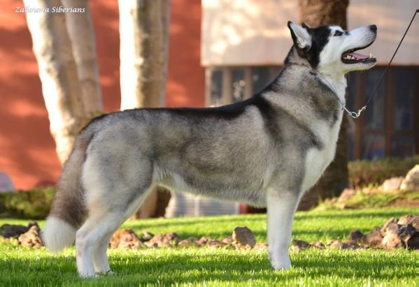 Kailua Sugar Fox At Zakouma | Siberian Husky 