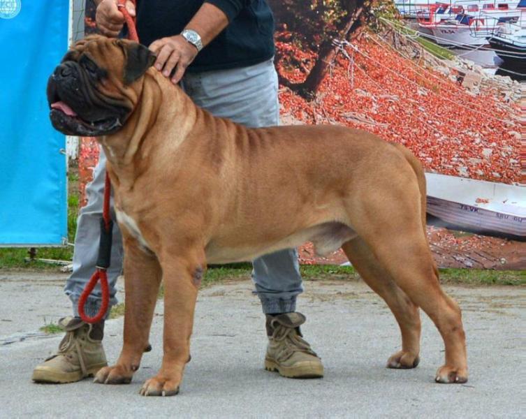 I Bravi Ragazzi X-Man | Bullmastiff 