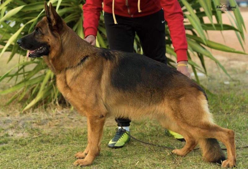 Margman Ylandos | German Shepherd Dog 