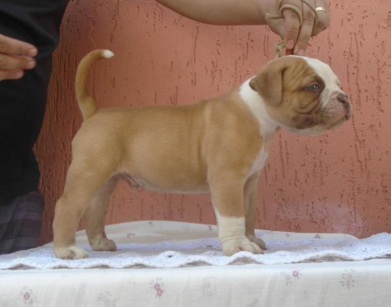 Zeus Katrina Bulls | American Bulldog 