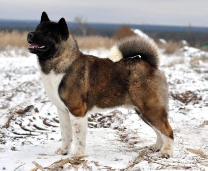 Neypir Dzhemerdzhi Great | Akita 