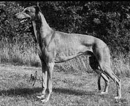 Gulds Tawny Topstar | Greyhound 