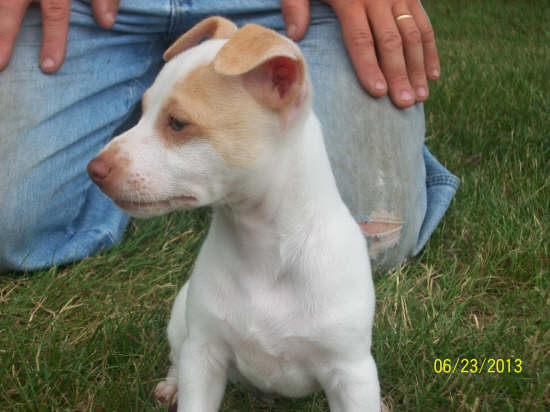 Green Acres' Lemonicious Beau | Rat Terrier 