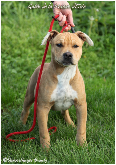 Gabin de la maison d este | American Staffordshire Terrier 