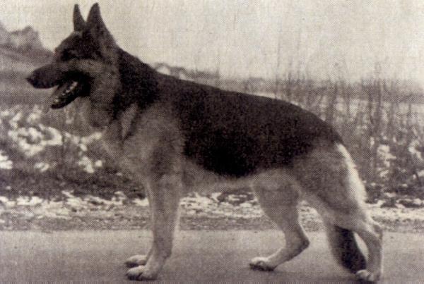 Bernd von der Ederfelsburg | German Shepherd Dog 