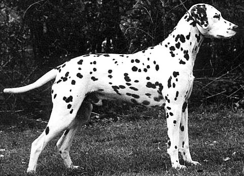 Starlong Sylvan Sjors | Dalmatian 