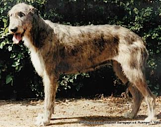 Bracken Barragwyn v.d. Ruempol | Irish Wolfhound 