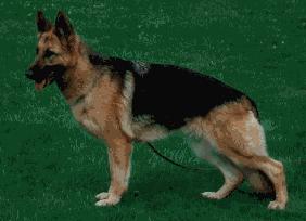 Wenke von Bewie | German Shepherd Dog 