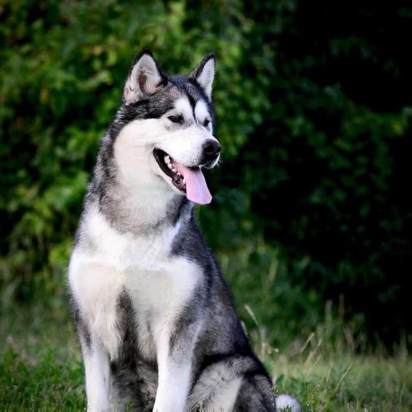 Gaifa | Alaskan Malamute 