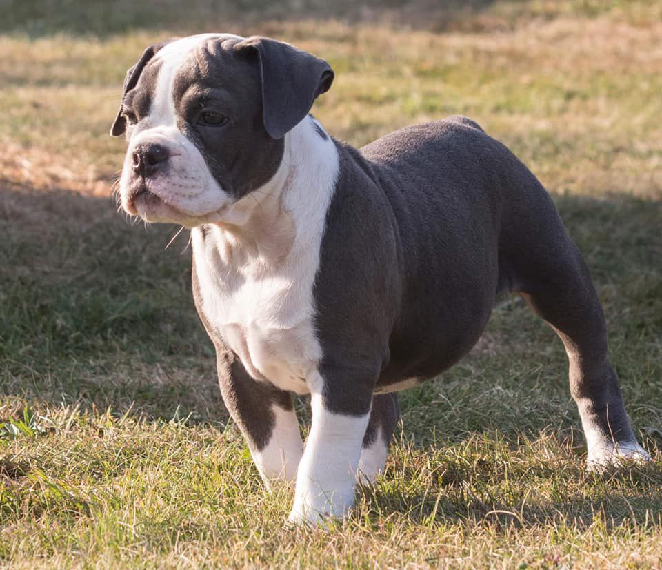 Nyvang &amp; BullsOfValhalla Miss Blue | Olde English Bulldogge 