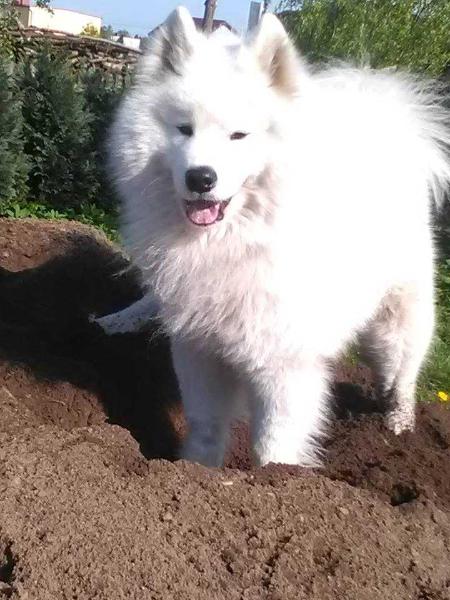 UNICORN OF FURIO The Glow Of The Snowy Star | Samoyed 