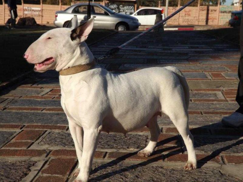 AFRODITA DE OLIMPO PETS | Bull Terrier 