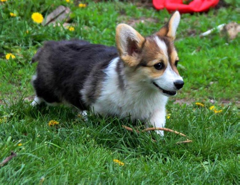 Hennesy Forsthaus Rais | Pembroke Welsh Corgi 
