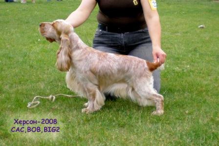 Fruit Candy Taigret | English Cocker Spaniel 