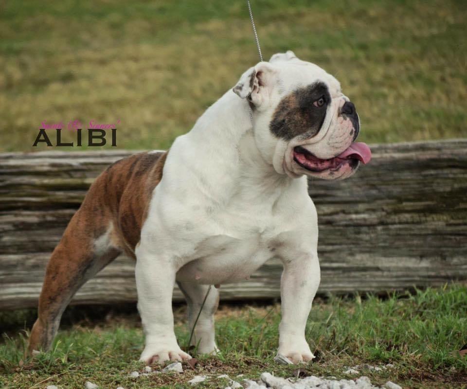 Saints &amp; Sinners' Alibi | Olde English Bulldogge 