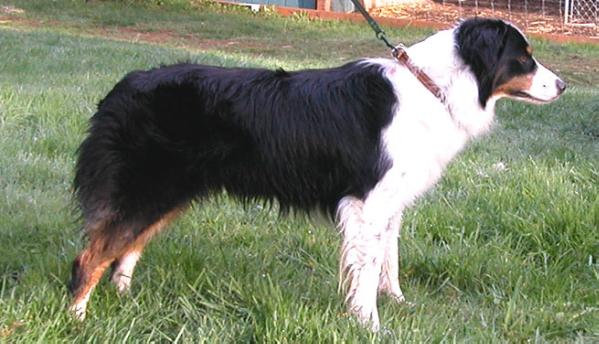 Twin Oaks White Claw | Australian Shepherd 