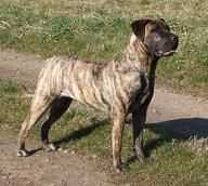 Ciara el Corazon del Cazador | Perro de Presa Canario 