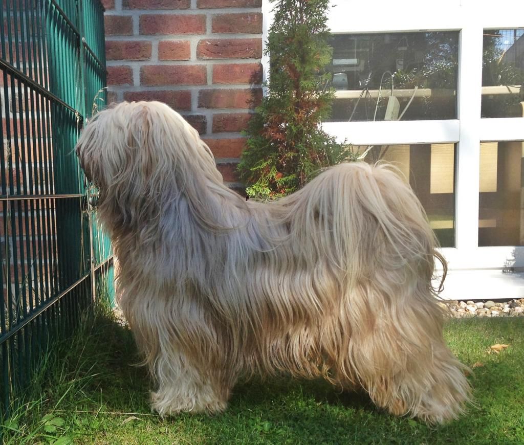 A-BINGU VON SA-DAN-PO | Tibetan Terrier 