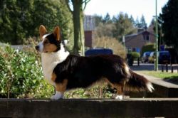 Verdidas gillis to immes | Cardigan Welsh Corgi 