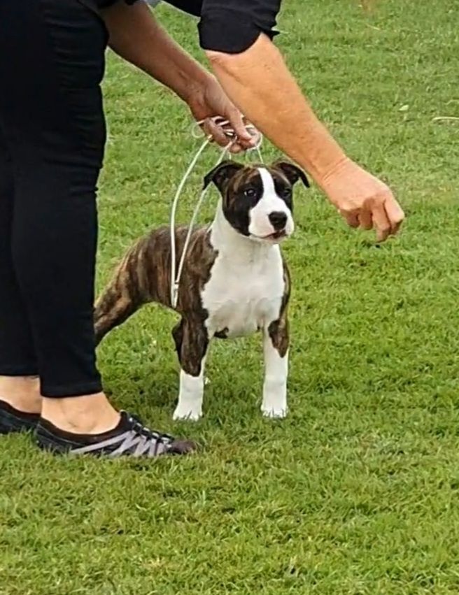 Amstafomine Once Upon A Time (AI) | American Staffordshire Terrier 