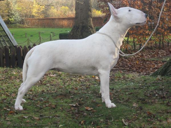 Seaside Bully's Beautiful Mind | Bull Terrier 