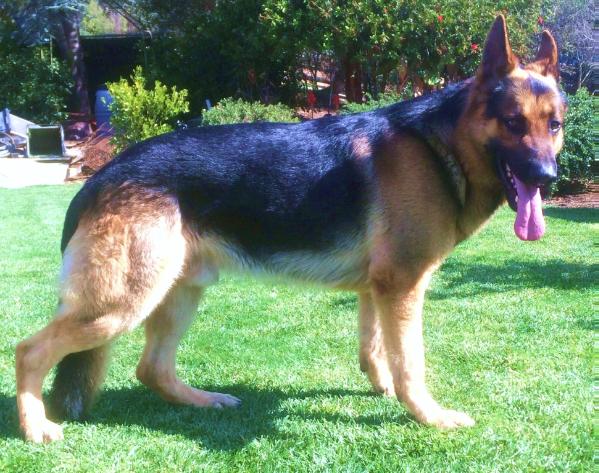 max costales | German Shepherd Dog 