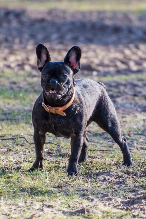 Diva von Dream-Bulls | French Bulldog 