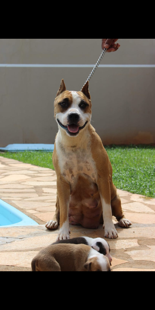 Dhara Far West Lake | American Staffordshire Terrier 