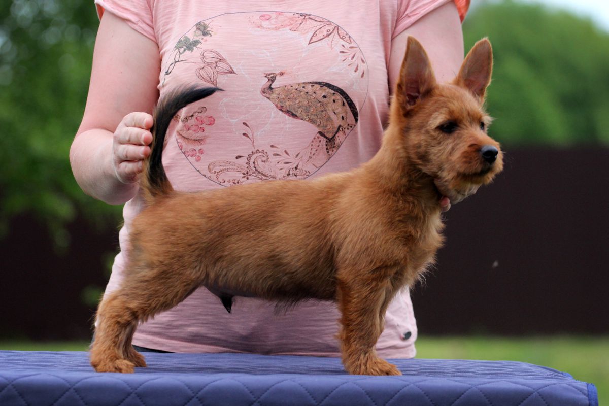 Elaydzh iz Zvezdnogo Grafstva | Australian Terrier 