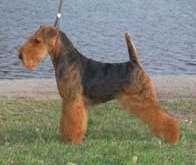 Bruhil's Sea-Aire Carsey | Welsh Terrier 