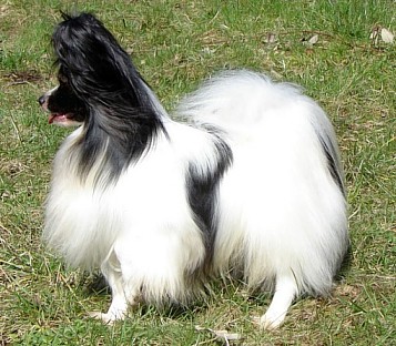 Zkarabi´s Sam I Am | Papillon 