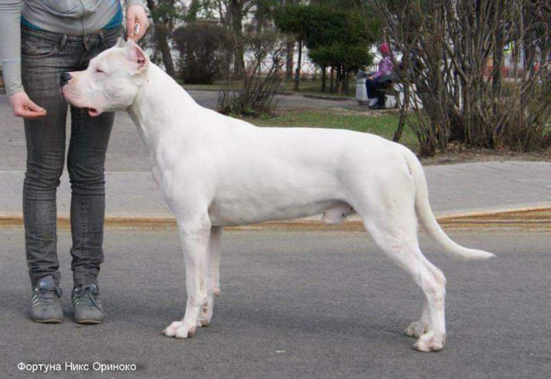 Fortuna Niks Orinoko | Argentine Dogo 