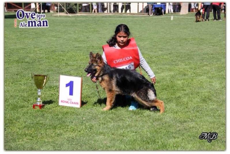 Isis Von Del Reif | German Shepherd Dog 