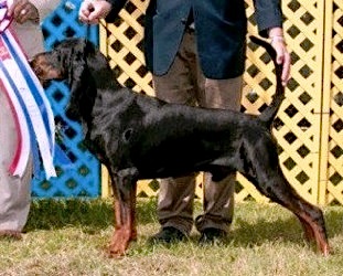 Southchase's Wilbert Roy | Black and Tan Coonhound 