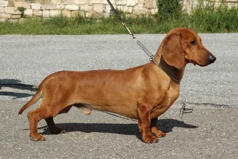 Edith Della Maga | Dachshund 