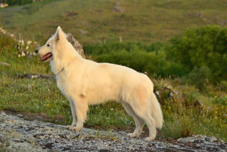 Nolan de Rocandog | White Swiss Shepherd Dog 