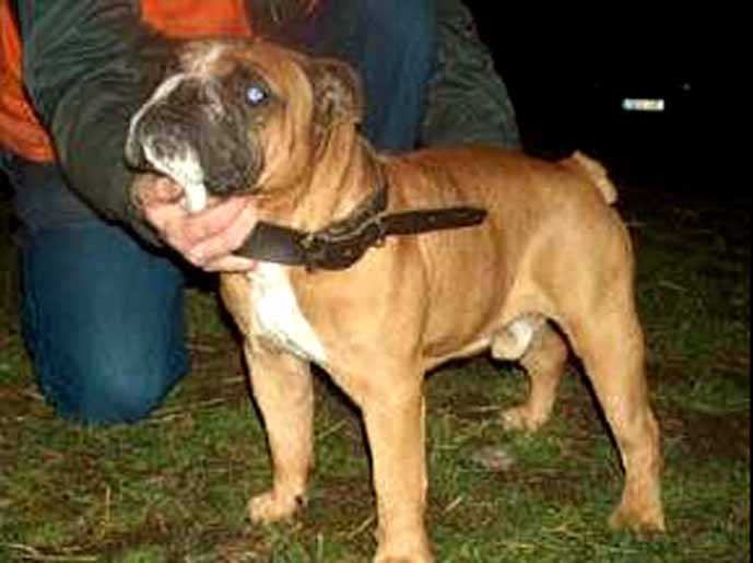 Wallenstein Ellwood | Olde English Bulldogge 