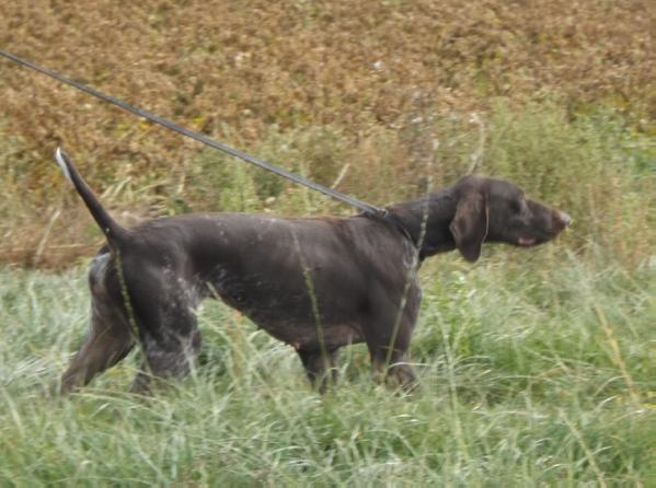 Hongroise de la Porte de Becray | German Shorthaired Pointer 