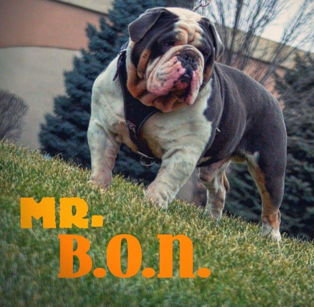 Garcia's Bon | Olde English Bulldogge 