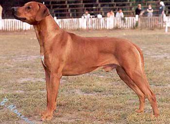 Boston | Rhodesian Ridgeback 