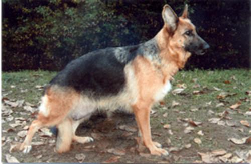 Quina della Ronna | German Shepherd Dog 