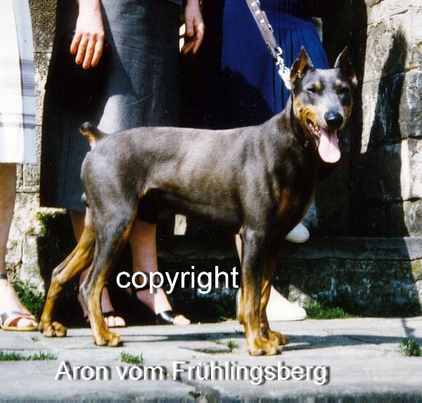 ARON vom Fruhlingsberg | German Pinscher 