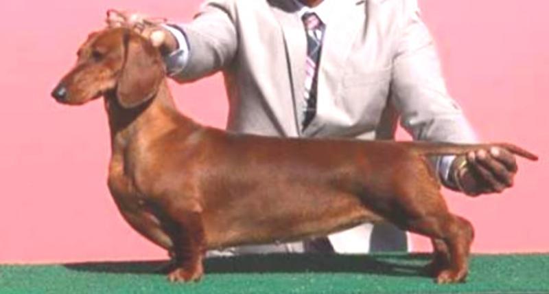 Treis Pinheiros Yes Betybalanco | Dachshund 